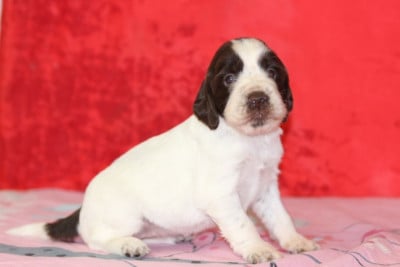 Les chiots de English Springer Spaniel