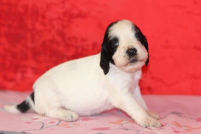 Les chiots de English Springer Spaniel