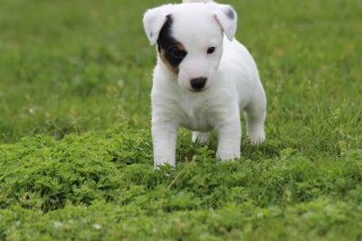 Les chiots de Jack Russell Terrier