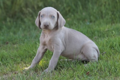 Les chiots de Braque de Weimar