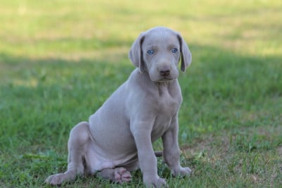 Les chiots de Braque de Weimar
