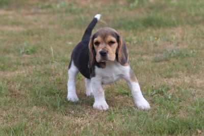 Les chiots de Beagle