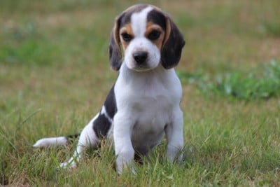 Les chiots de Beagle