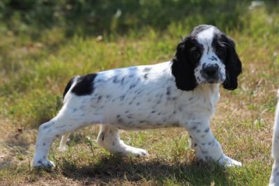 Les chiots de English Springer Spaniel