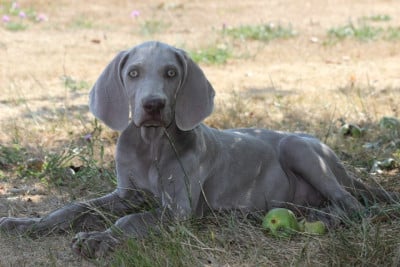 Les chiots de Braque de Weimar