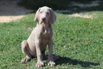 Les chiots de Braque de Weimar