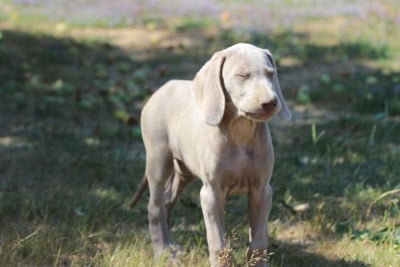 Les chiots de Braque de Weimar