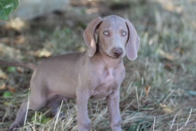 Les chiots de Braque de Weimar
