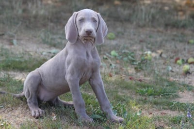 Les chiots de Braque de Weimar
