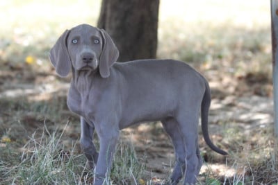 Les chiots de Braque de Weimar