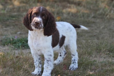Les chiots de English Springer Spaniel