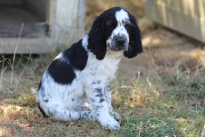 Les chiots de English Springer Spaniel