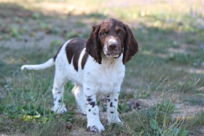 Les chiots de English Springer Spaniel