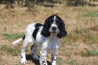 Les chiots de English Springer Spaniel