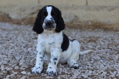 Les chiots de English Springer Spaniel