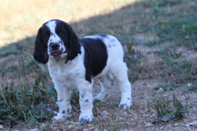 Les chiots de English Springer Spaniel