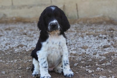 Les chiots de English Springer Spaniel