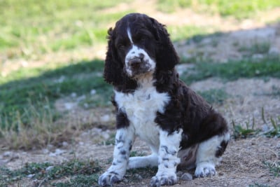 Les chiots de English Springer Spaniel