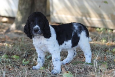 Les chiots de English Springer Spaniel