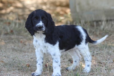 Les chiots de English Springer Spaniel