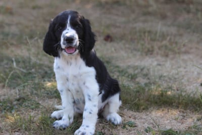 Les chiots de English Springer Spaniel