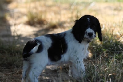 Les chiots de English Springer Spaniel
