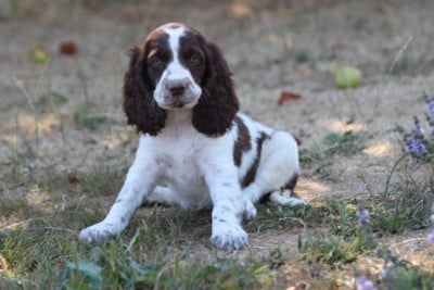 Les chiots de English Springer Spaniel