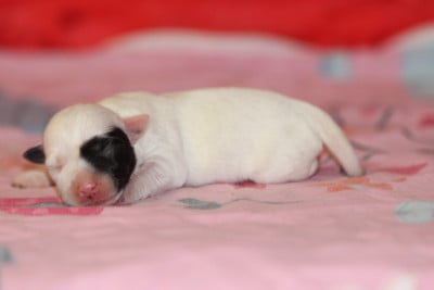 Les chiots de Jack Russell Terrier