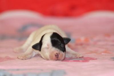 Les chiots de Jack Russell Terrier