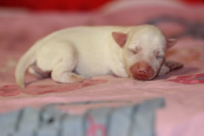 Les chiots de Jack Russell Terrier