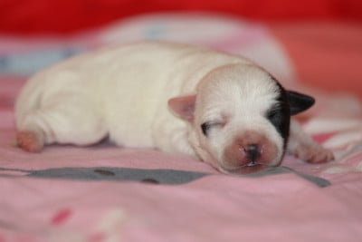 Les chiots de Jack Russell Terrier