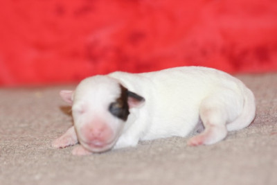 Jack Russell Terrier