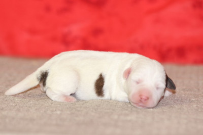 Les chiots de Jack Russell Terrier