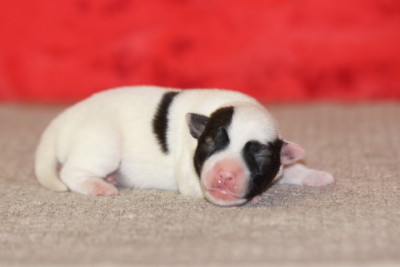 Les chiots de Jack Russell Terrier