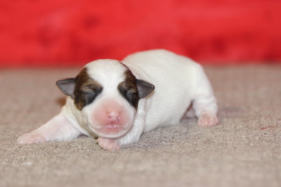 Les chiots de Jack Russell Terrier