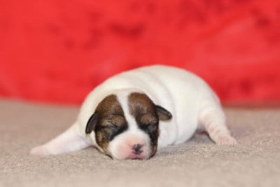 Les chiots de Jack Russell Terrier
