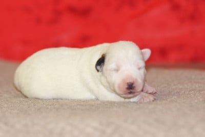 Les chiots de Jack Russell Terrier