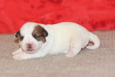 Les chiots de Jack Russell Terrier