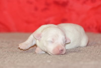 Les chiots de Jack Russell Terrier