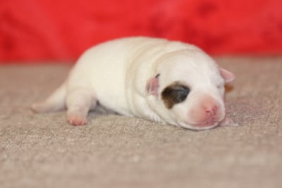 Les chiots de Jack Russell Terrier