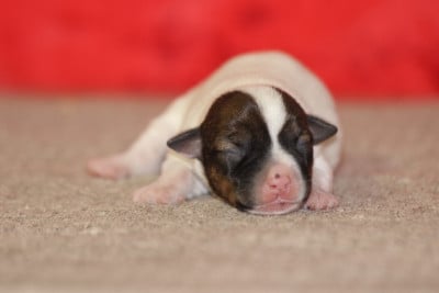FEMELLE 2 - Jack Russell Terrier