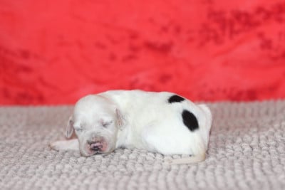 Les chiots de Setter Anglais
