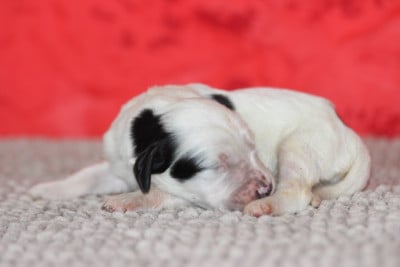 Les chiots de Setter Anglais