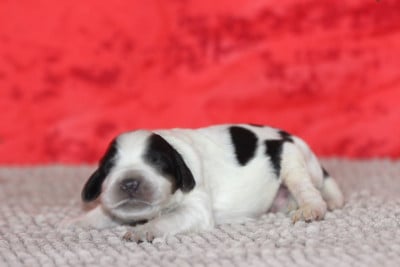 Les chiots de Setter Anglais