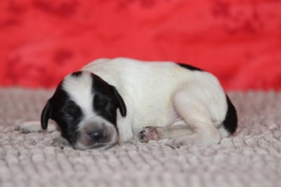 Les chiots de Setter Anglais