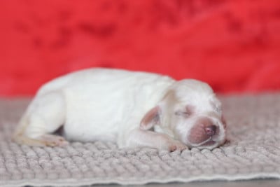 Les chiots de Setter Anglais