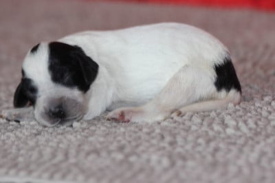 Les chiots de Setter Anglais