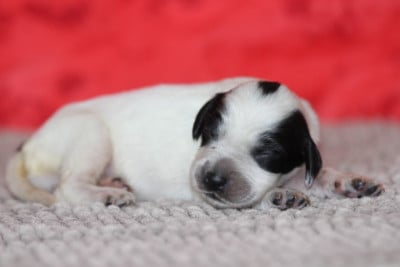Les chiots de Setter Anglais