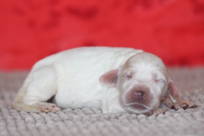 Les chiots de Setter Anglais
