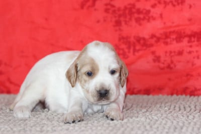 Les chiots de Setter Anglais